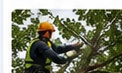 Arboristiteenused